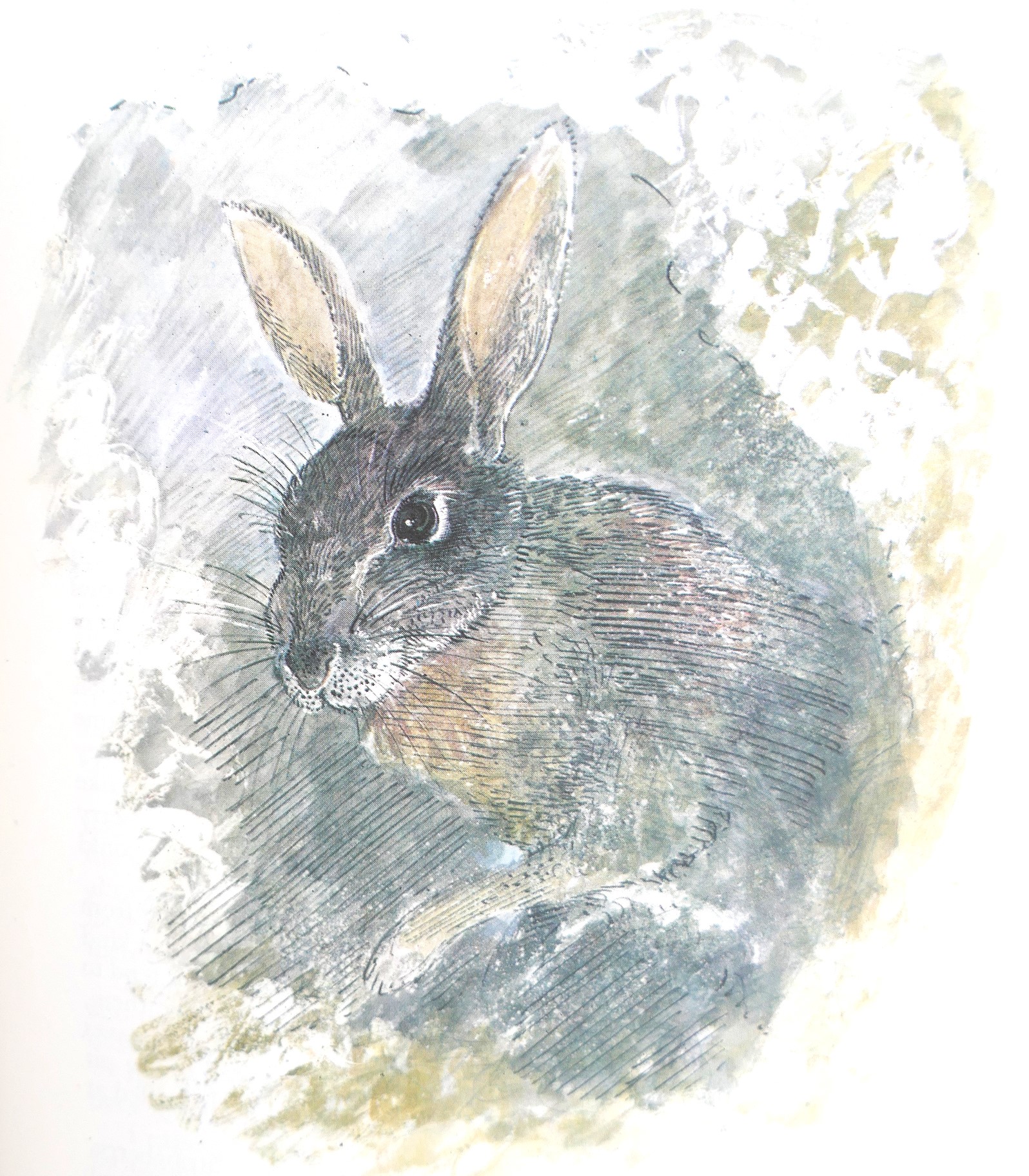 Watership Down. First Illustrated Edition (1976) - Image 5