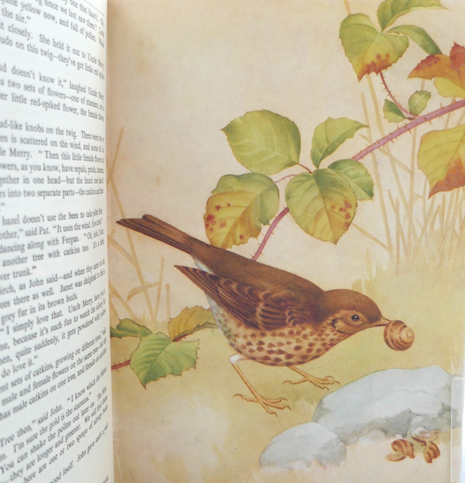 Enid Blyton's Nature Lover's Book. Signed Copy (1947) - Image 6