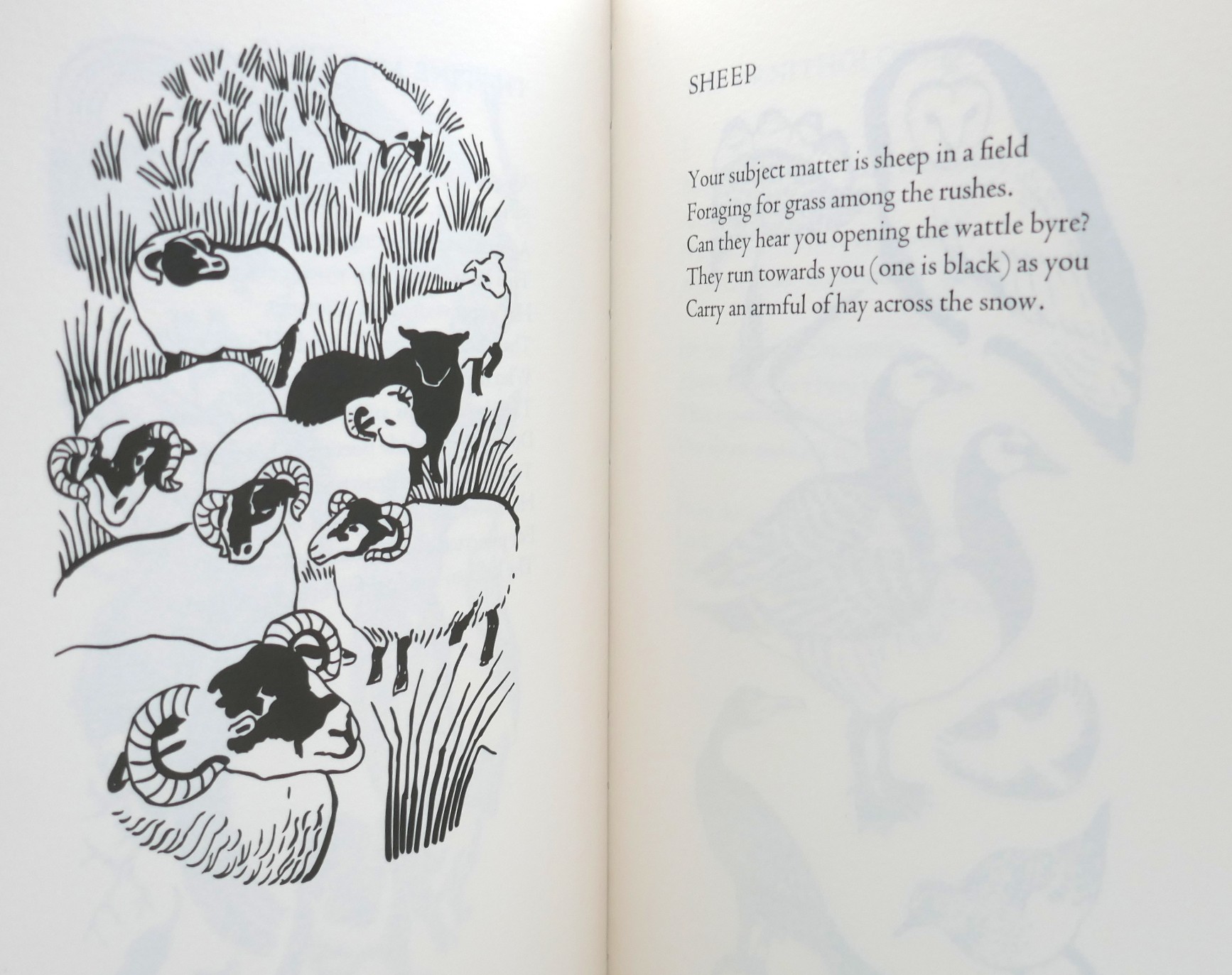 The Dipper's Range. Drawings by Sarah Longley (2016) - Image 4